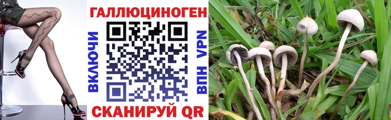Купить где  Апрелевка  Галлюциногенные грибы Psilocybe 